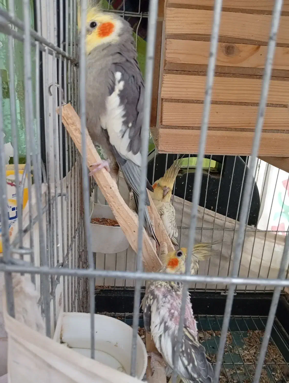 عروس هلندی|پرنده|شاهدشهر, |دیوار