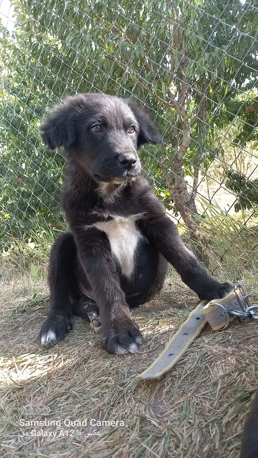 فروش توله قدرجونی|سگ|فریدونشهر, |دیوار