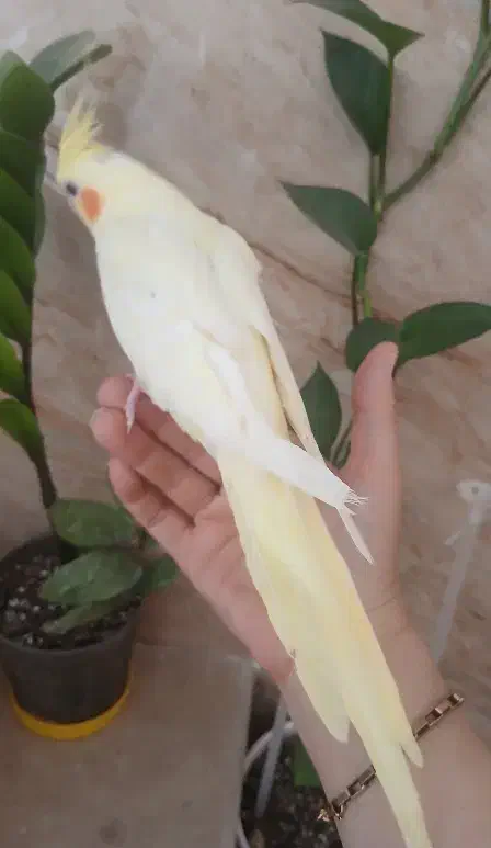 عروس هلندی نر بالغ مست آماده|پرنده|کاشان, لتحر|دیوار