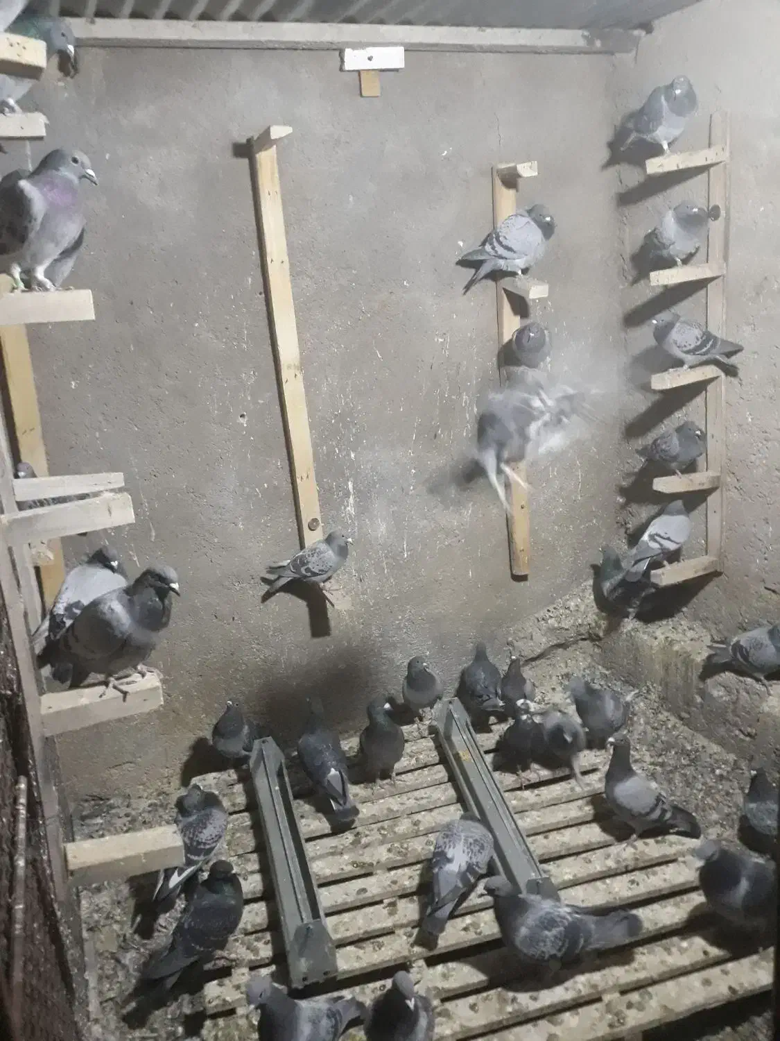 کبوتر|پرنده|آبدانان, |دیوار