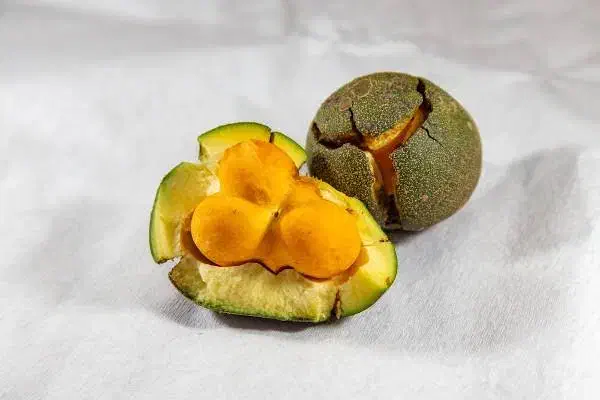 نهال پشن فروت و گواوا و انبه و موز و انواع استوایی|گل و گیاه طبیعی|ساری, |دیوار