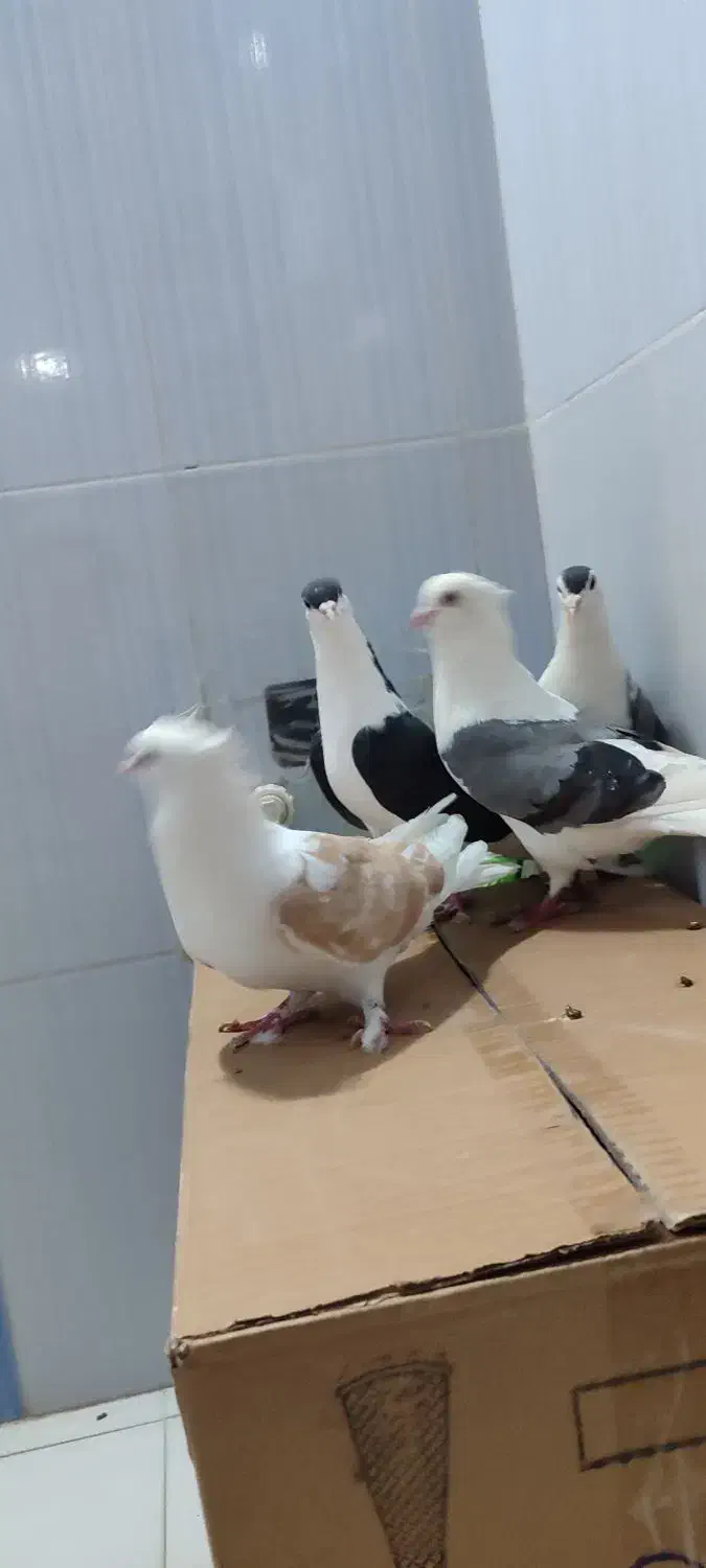 کبوتر|پرنده|بستان آباد, |دیوار