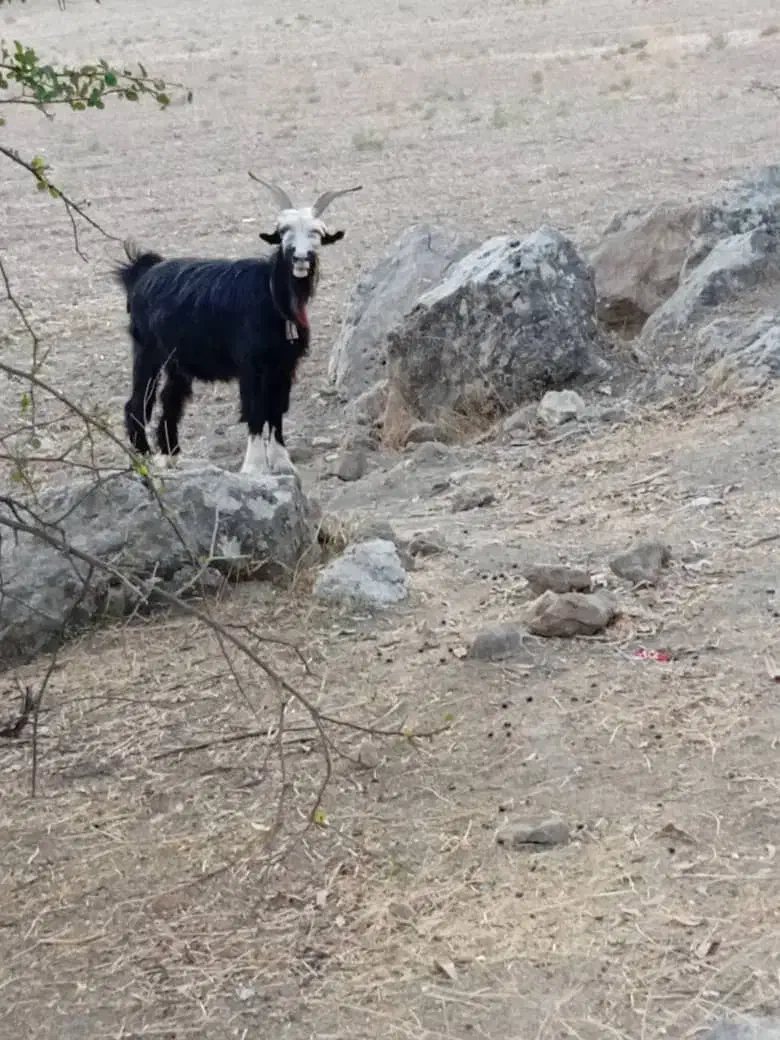 فروش بُز تُرکی|حیوانات مزرعه|لالی, |دیوار