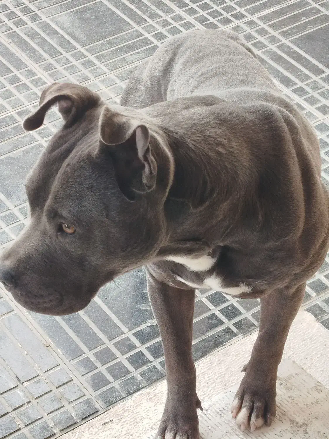 واگذاری یک قلاده سگ بیتپول|سگ|رودهن, |دیوار