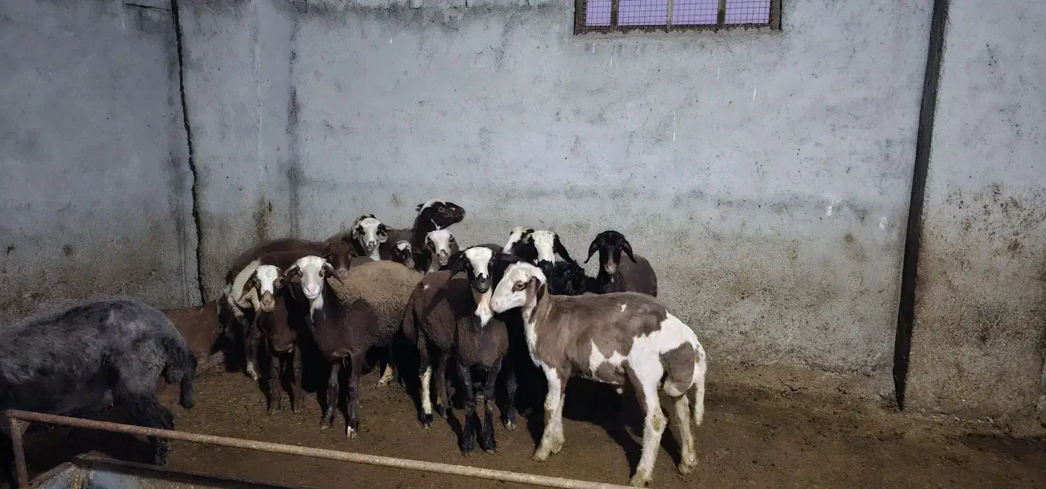 بره پرواری|حیوانات مزرعه|ساری, |دیوار