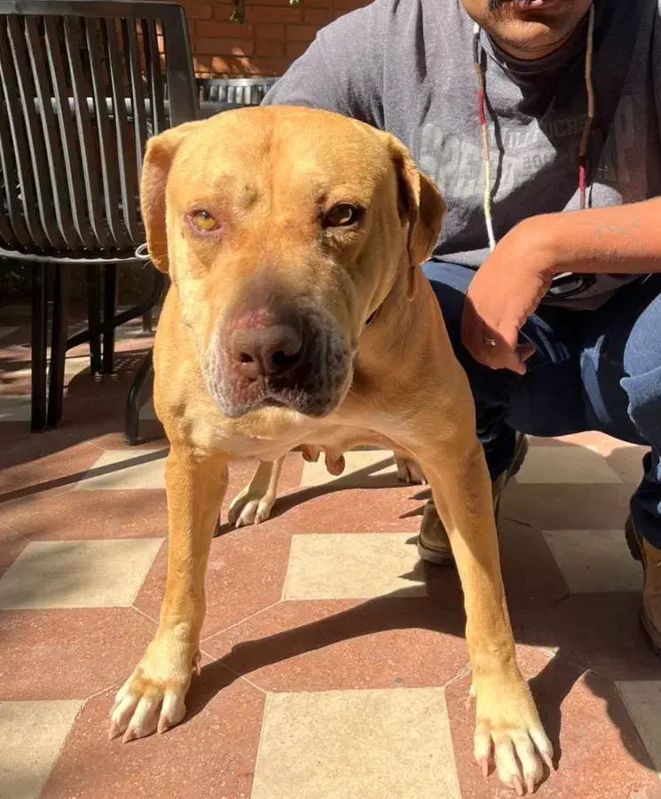 سگ پیتبول معاوضه|سگ|شیراز, زرگری|دیوار