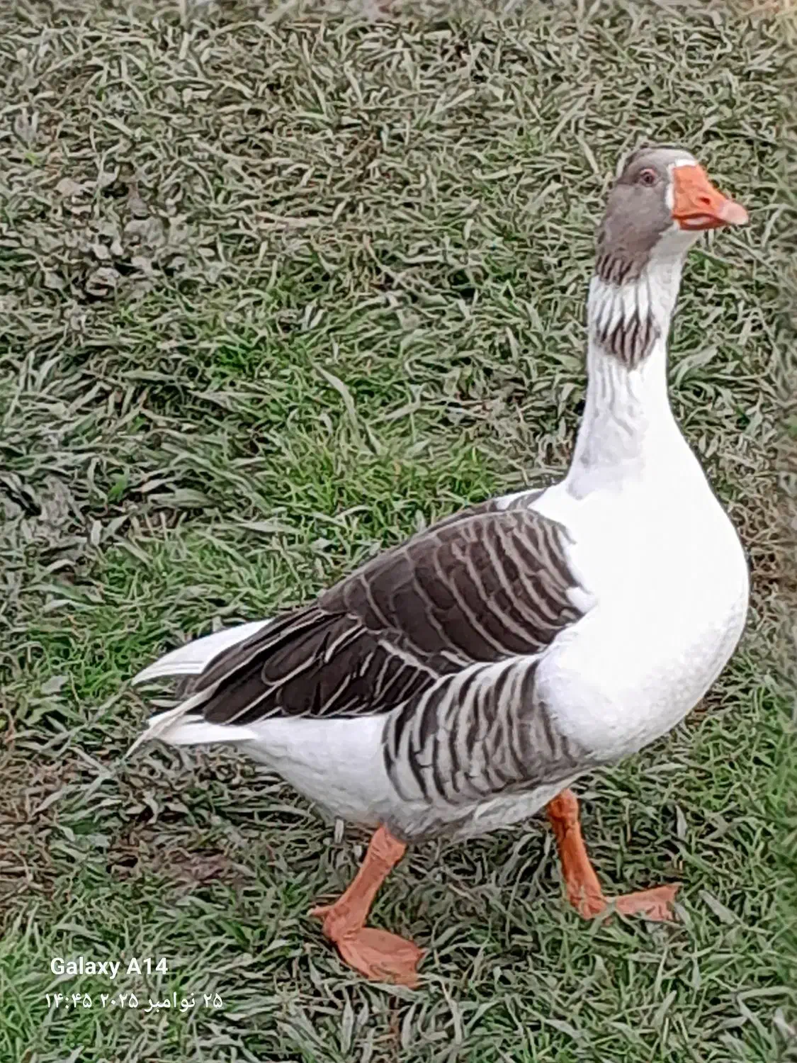 غاز سالم|حیوانات مزرعه|سنگر, |دیوار