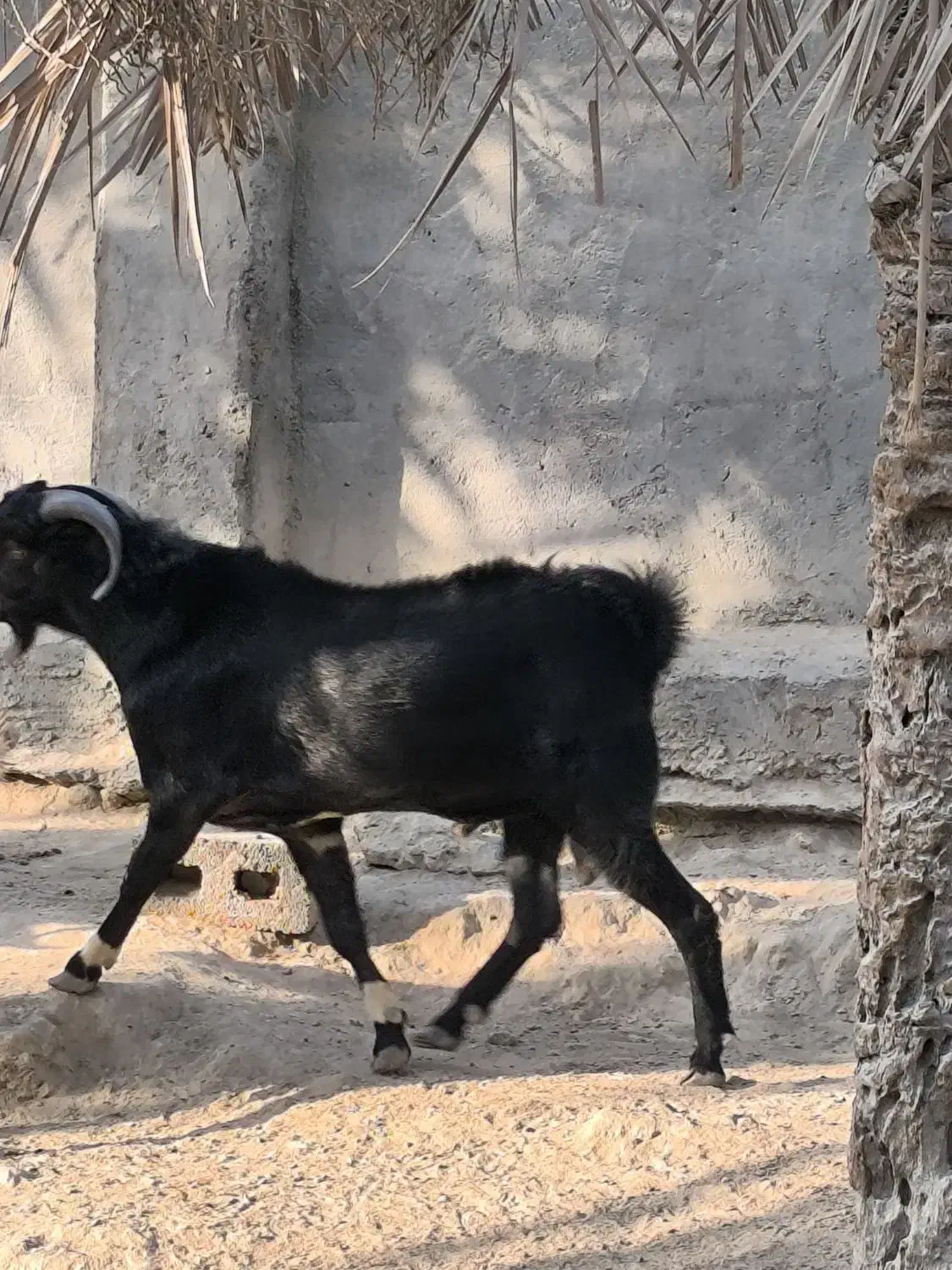 کهره نری|حیوانات مزرعه|درگهان, |دیوار