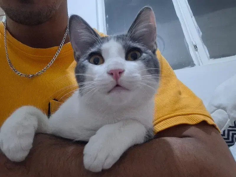 گربه ای پنج ماه گمشده|حیوانات|فردیس, سپید دشت|دیوار