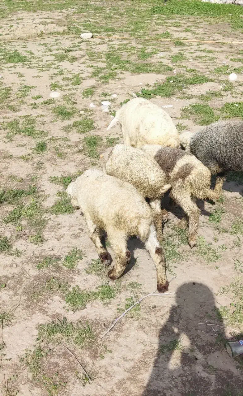 بره نر|حیوانات مزرعه|تخت, |دیوار