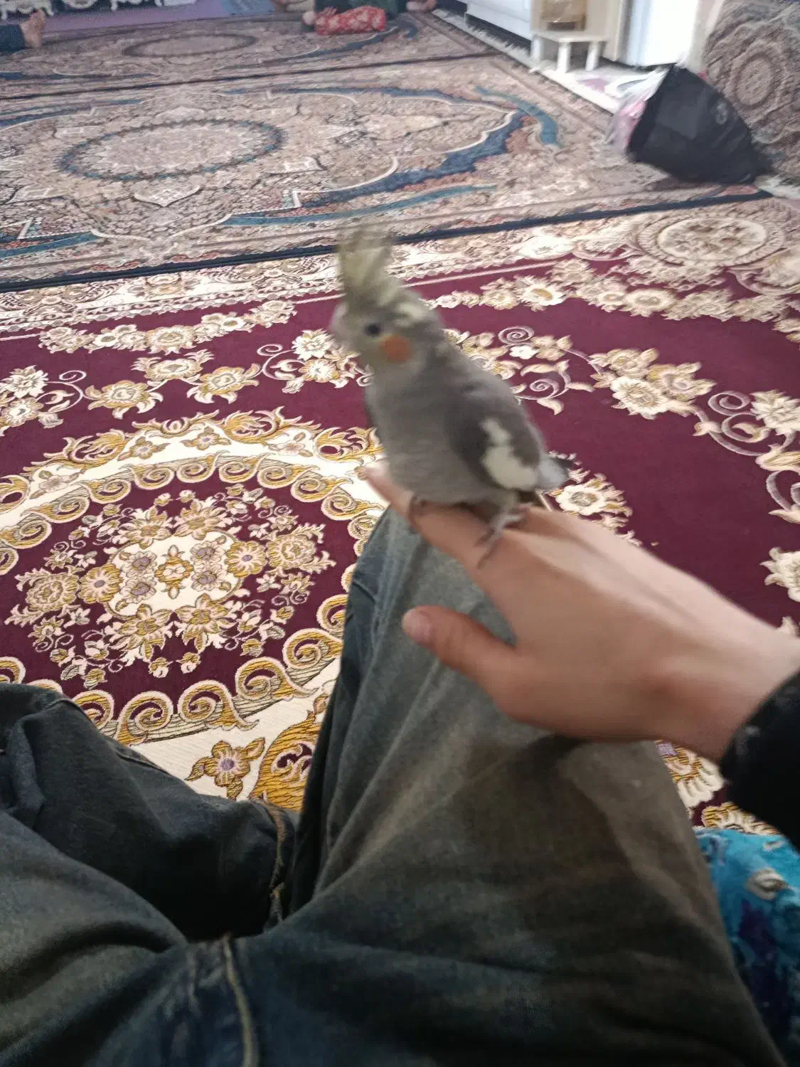 عروس هلندی|پرنده|زنجان, |دیوار