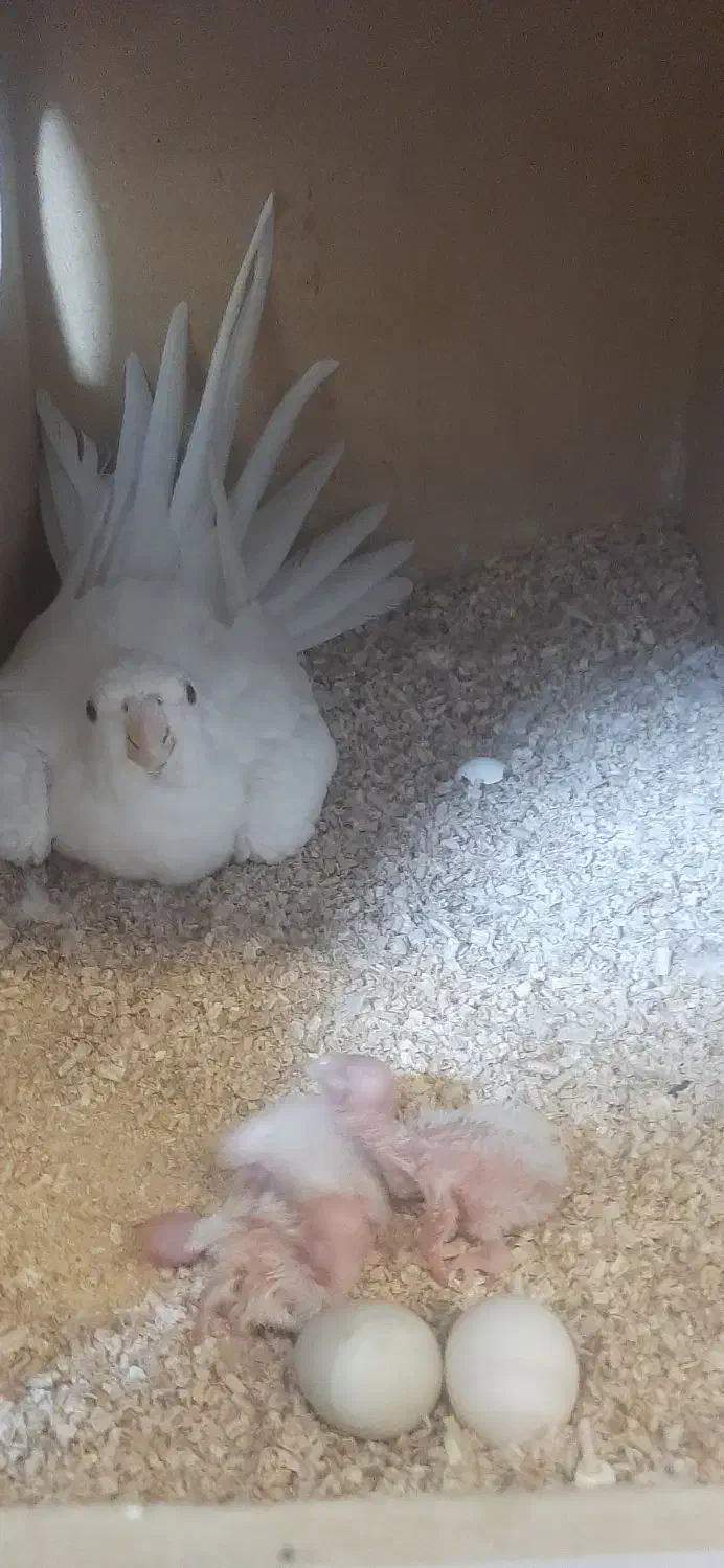 عروس هلندی آلبالو با جوجه|پرنده|نوشهر, |دیوار