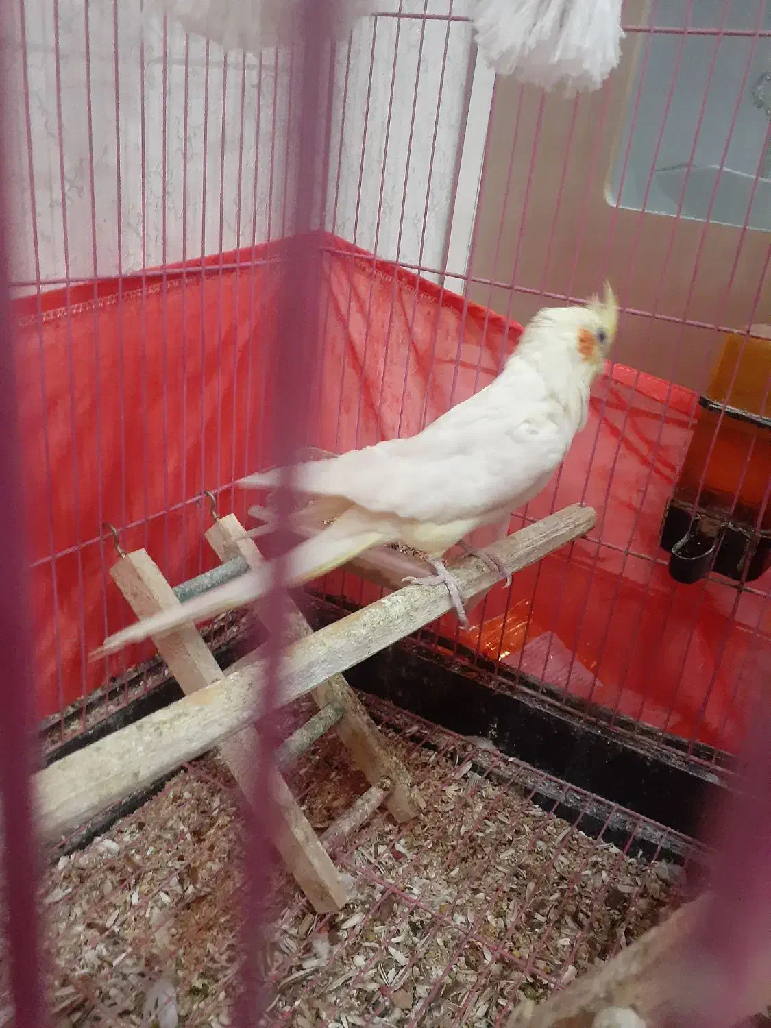 عروس هلندی ماده|پرنده|پاکدشت, پاکدشت (مامازند)|دیوار