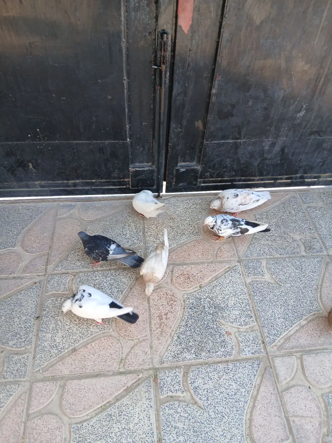 کبوتر|پرنده|بختگان, |دیوار