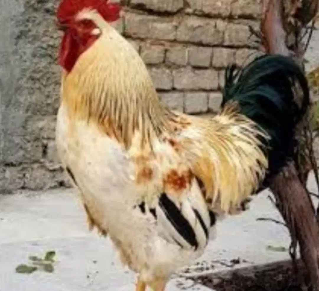 خروس محلی سالم سروحال|حیوانات مزرعه|کوراییم, |دیوار