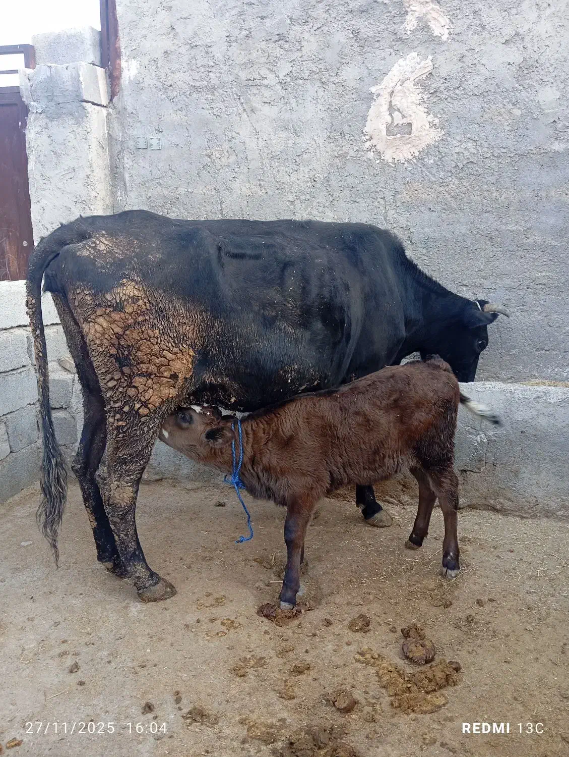 گاو و گوساله ماده  سویسی|حیوانات مزرعه|دره شهر, |دیوار