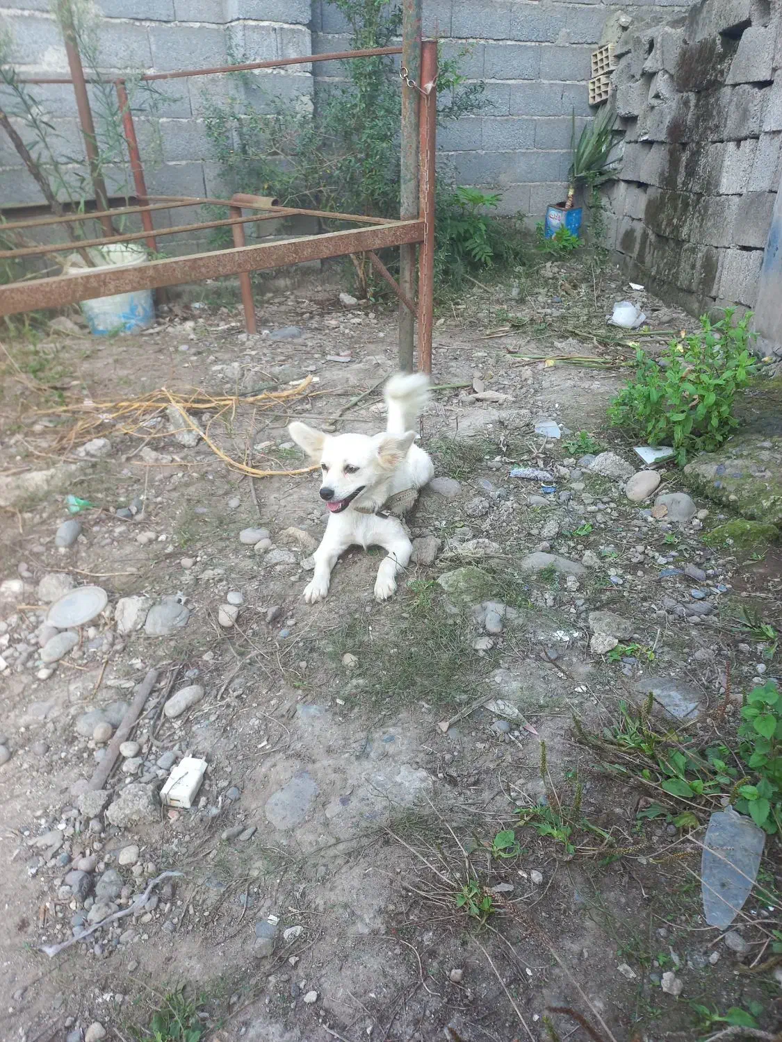 یه دختر شاد و زیبا و شیطون وفوق العاده تودلبرو|سگ|آستانه اشرفیه, |دیوار