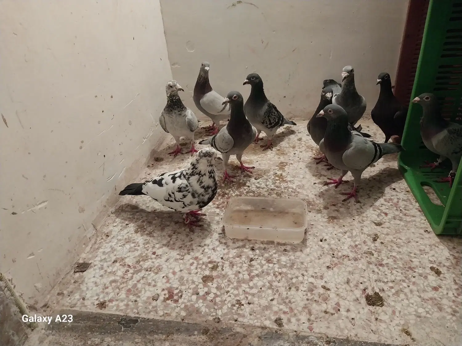 طوقی|پرنده|گلبهار, نوبهار|دیوار