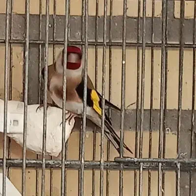 سهره نر|پرنده|اردبیل, |دیوار