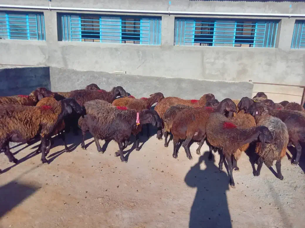 میش هترو و همو آبستن|حیوانات مزرعه|صحنه, |دیوار