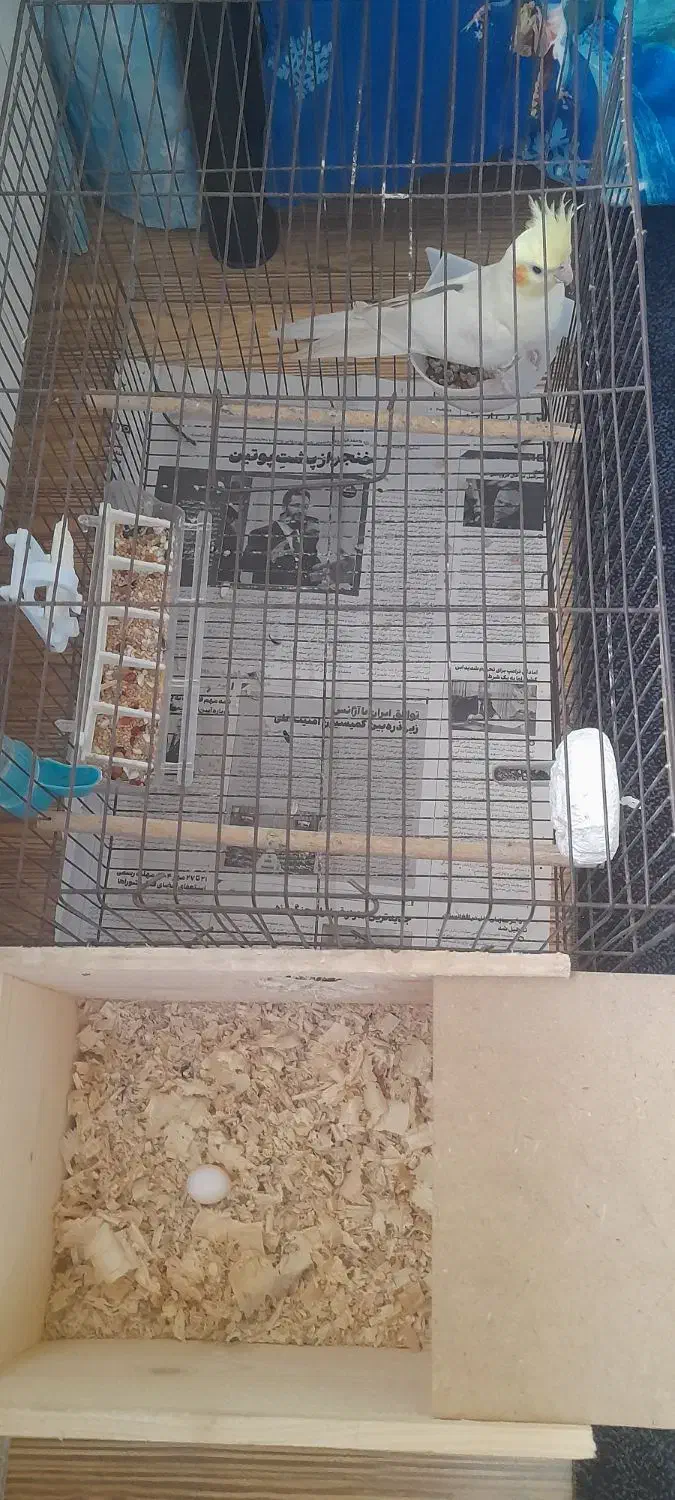 لوتینو ماده تخم هرز گذاشته|پرنده|فومن, |دیوار