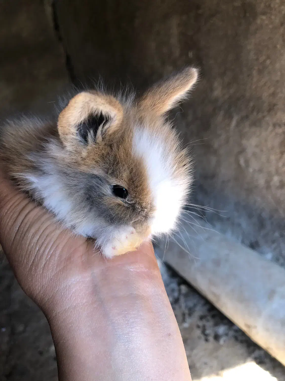 بچه خرگوش جرسی لوپ|موش و خرگوش|قائم‌شهر, |دیوار