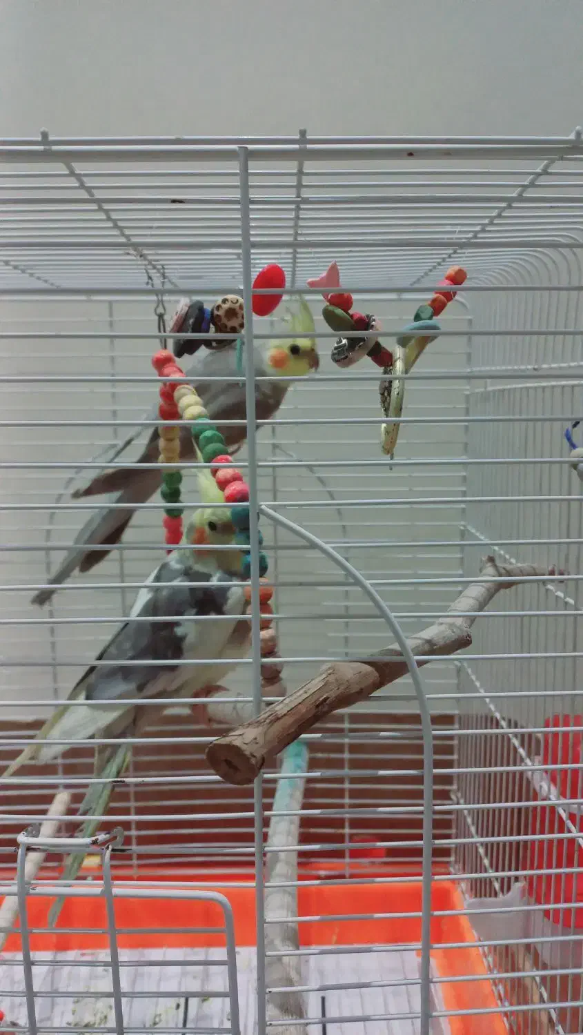 عروس هلندی جفت|پرنده|هشتگرد, فاز ۱ مهستان|دیوار