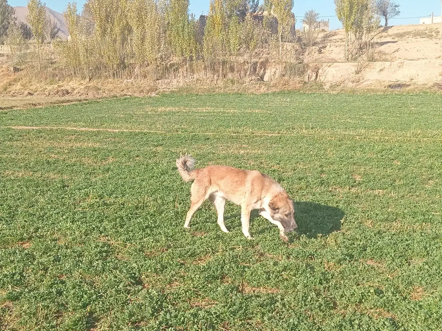 یک عدد سگ گله|سگ|قره چای, |دیوار