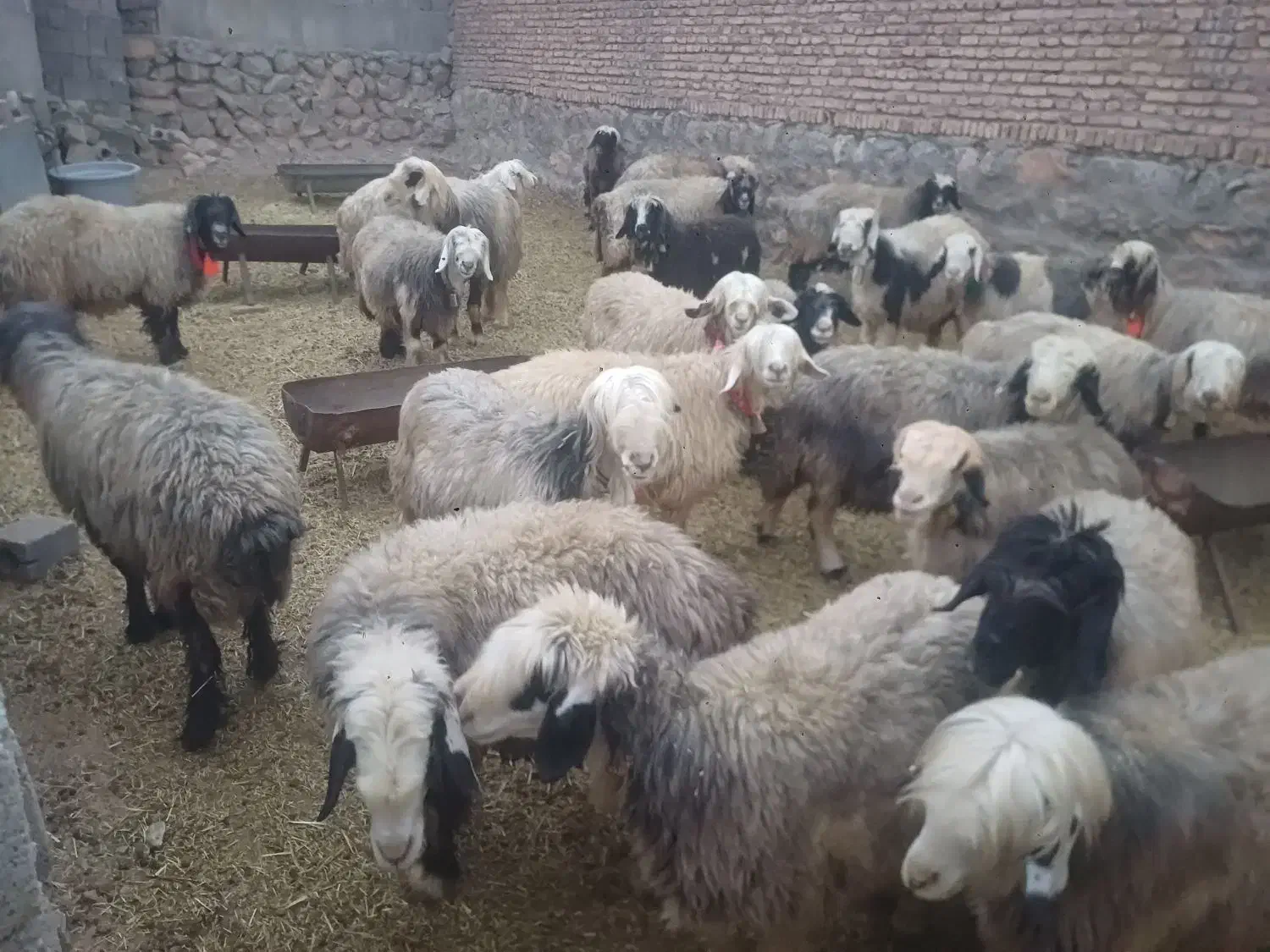 فروش ۴۰ راس میش اصل بختیاری|حیوانات مزرعه|کوهرنگ, |دیوار