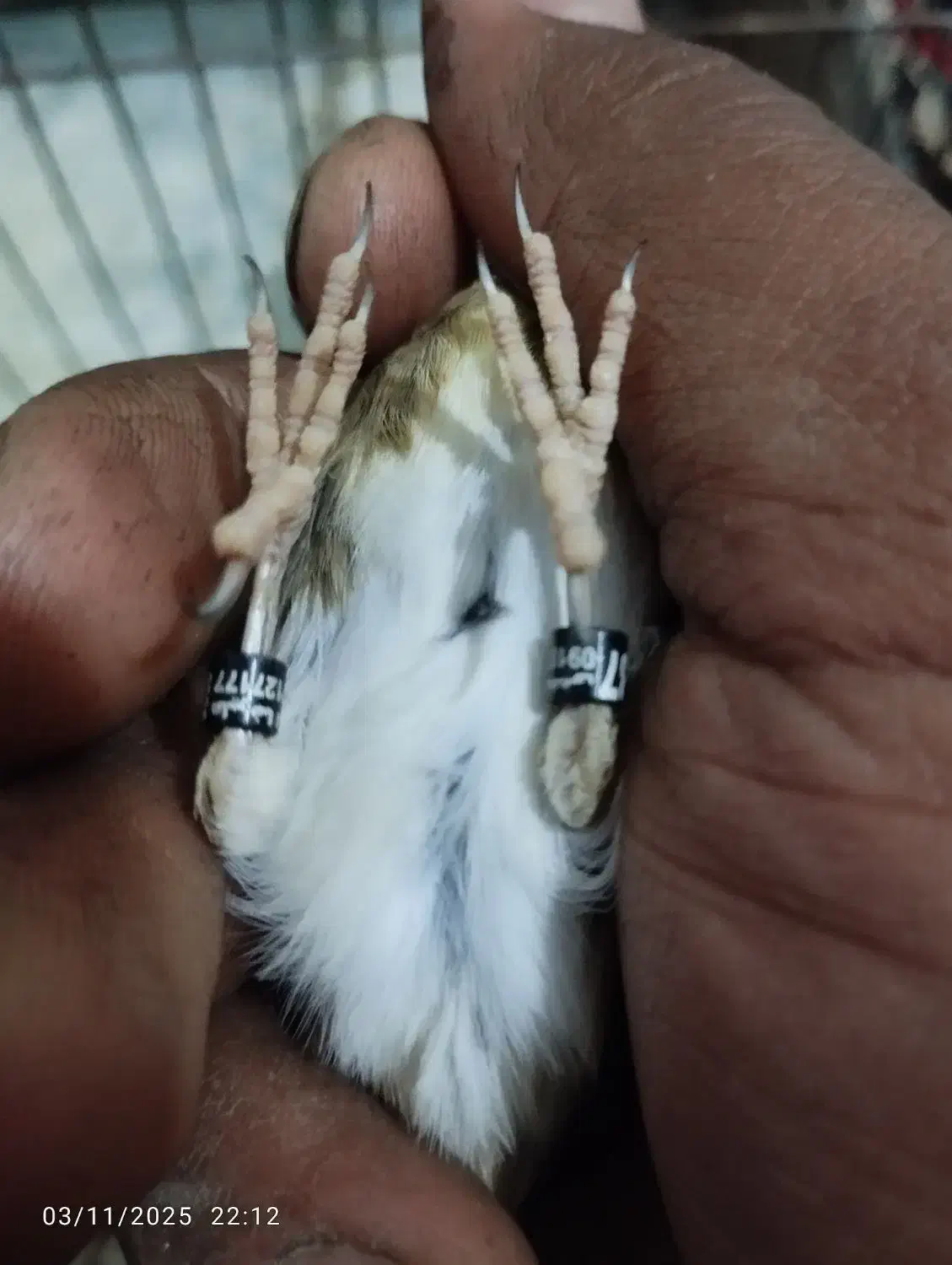 سهره قناری|پرنده|بهار, |دیوار