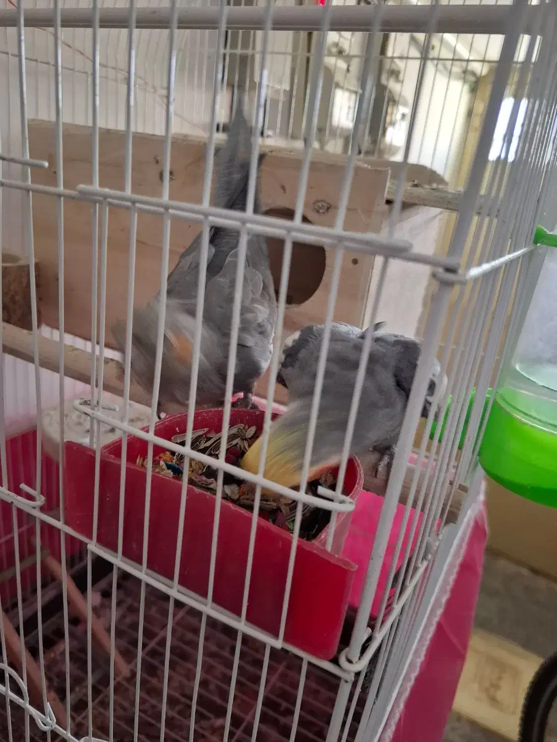 فروش تعدادی پرنده مرغ عشق عروس هلندی|پرنده|شهرضا, |دیوار