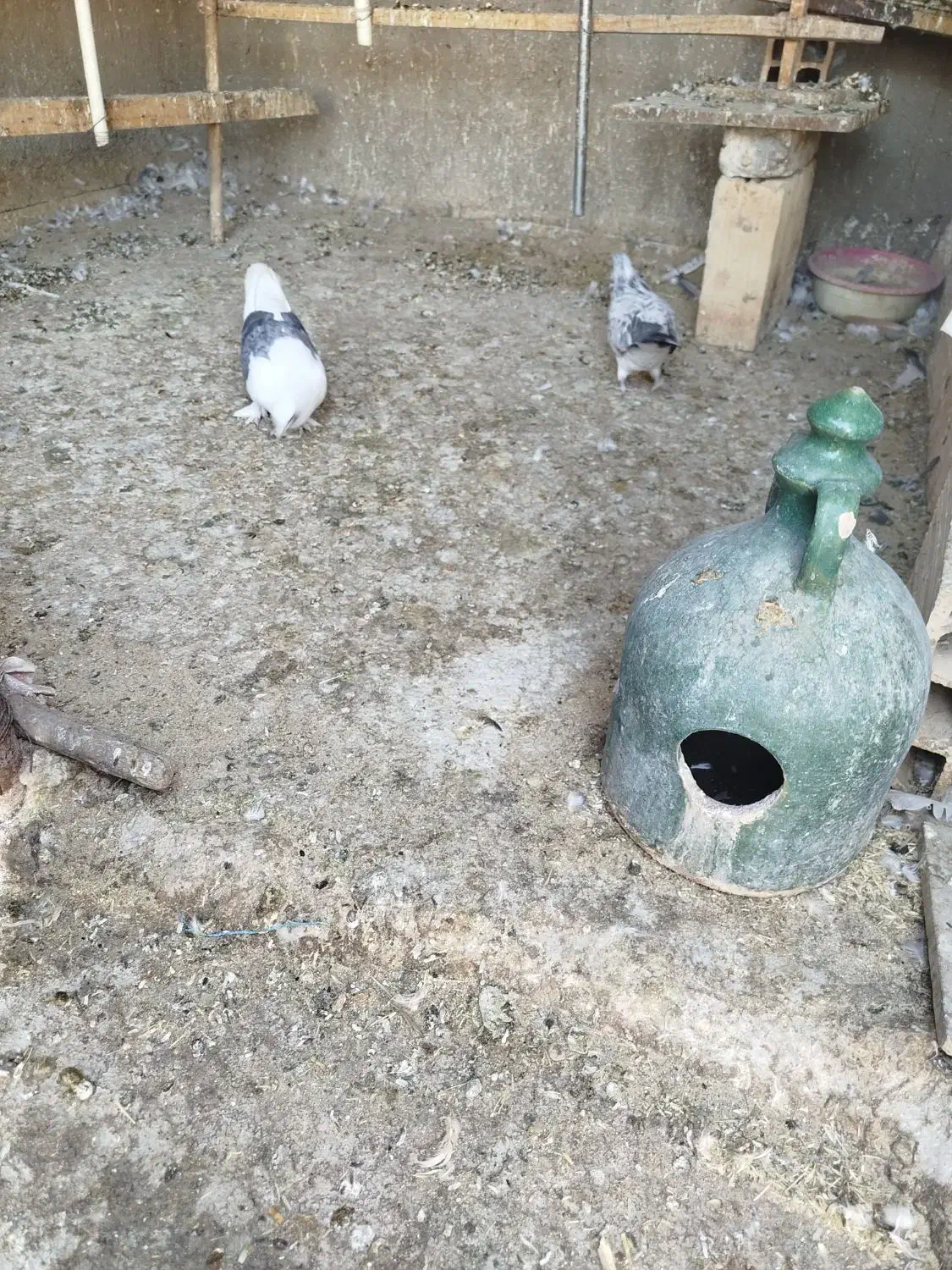 کفتر تهرانی|پرنده|قرچک, شهرک گلها|دیوار