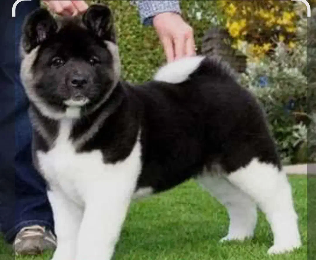 توله آمریکن آکیتا دوماهه|سگ|مرودشت, علیآباد|دیوار