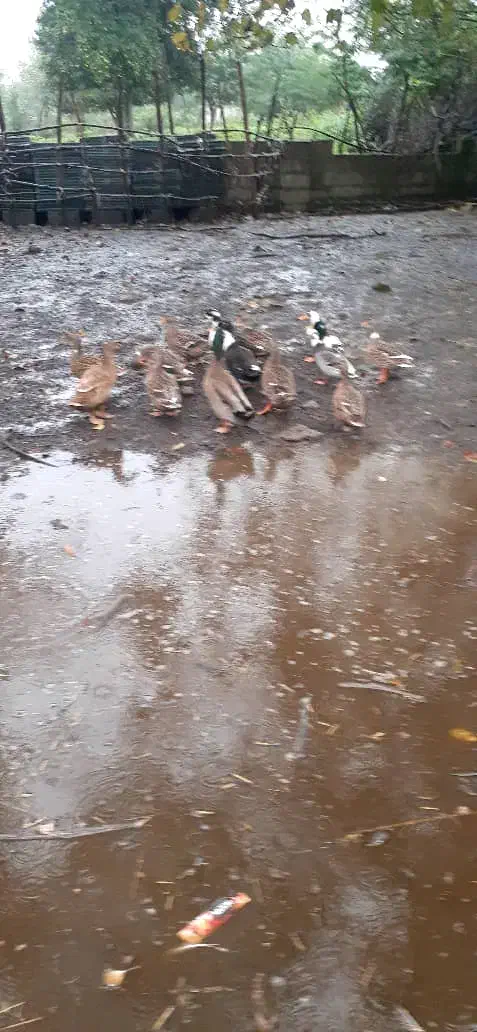 اردک محلی|حیوانات مزرعه|فومن, |دیوار