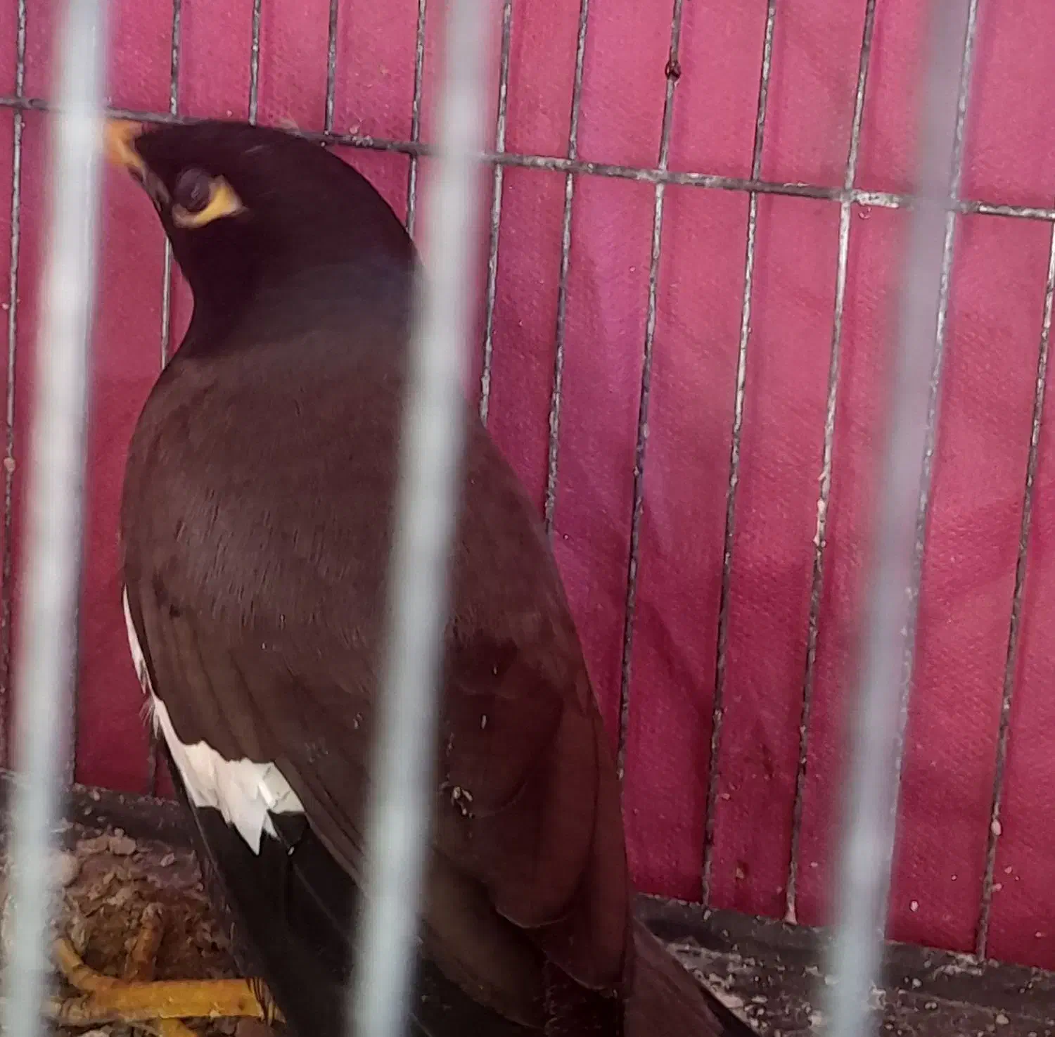 یک عدد مرغ مینا|پرنده|مینودشت, |دیوار