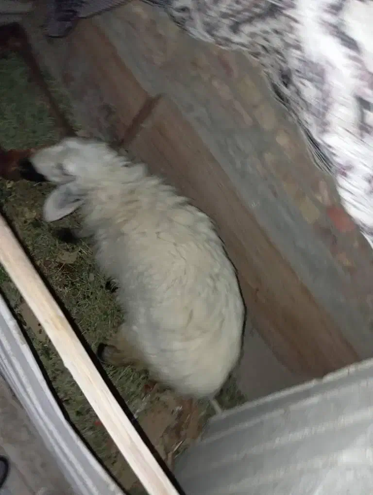 گوسفند بر ماده|حیوانات مزرعه|سراوان, |دیوار