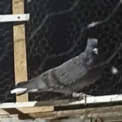 کبوتر گمشده|حیوانات|نسیمشهر, |دیوار