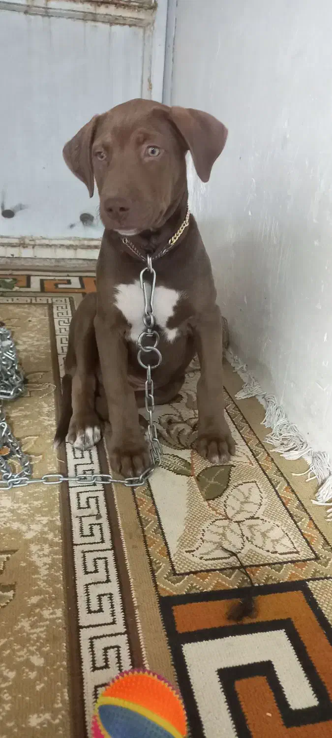 پیتبول سه ماهه نر|سگ|قروه, |دیوار