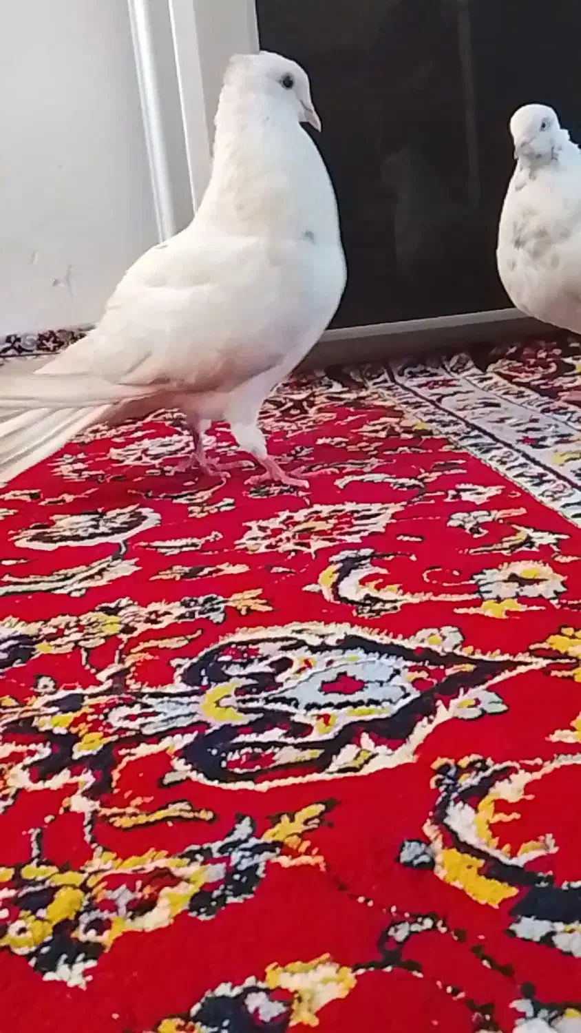 کفتر|پرنده|تهران, شهرک ولیعصر جنوبی|دیوار