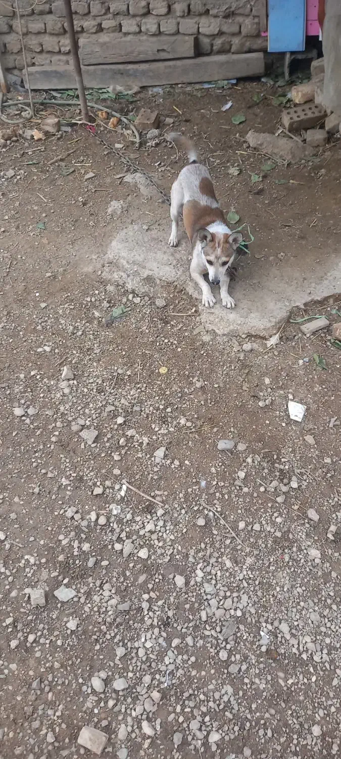 گوسفندی موش گیر|سگ|گنبد کاووس, |دیوار