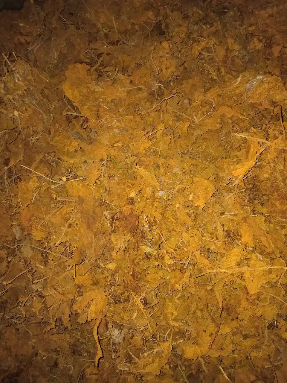 زغال( برگ و چوب تن با کو)|عمدهفروشی|اصفهان, رکن الدوله غربی|دیوار