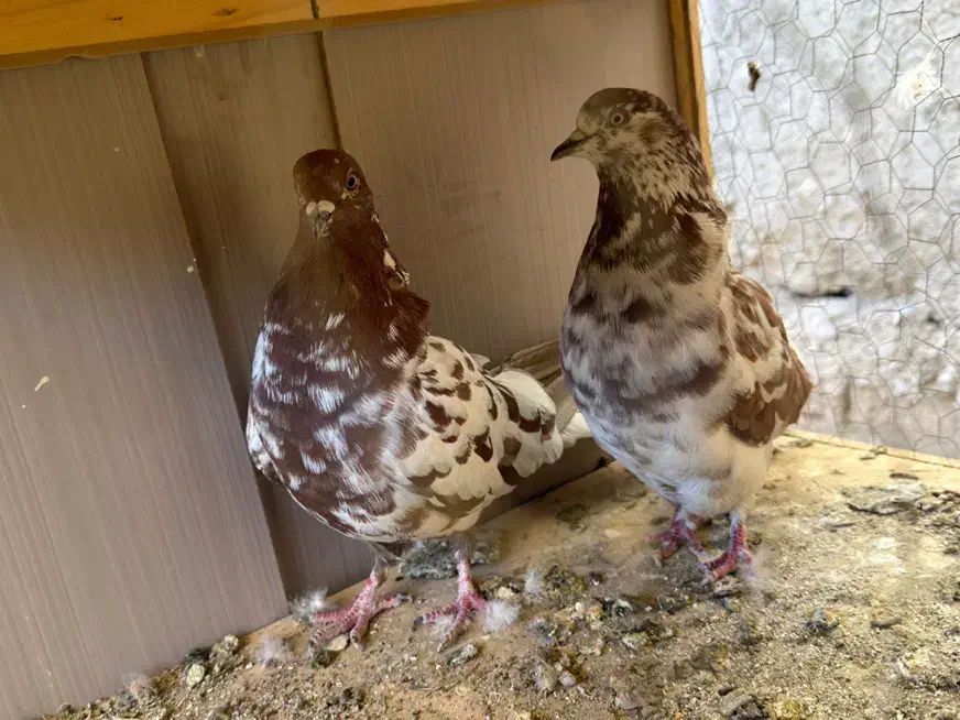 جفت گرگی|پرنده|نسیمشهر, |دیوار