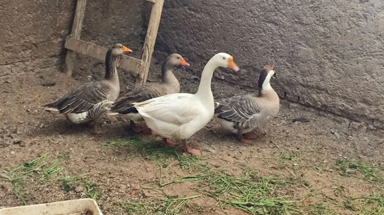 غوغاز چینی و غاز|حیوانات مزرعه|حمیدیه, |دیوار