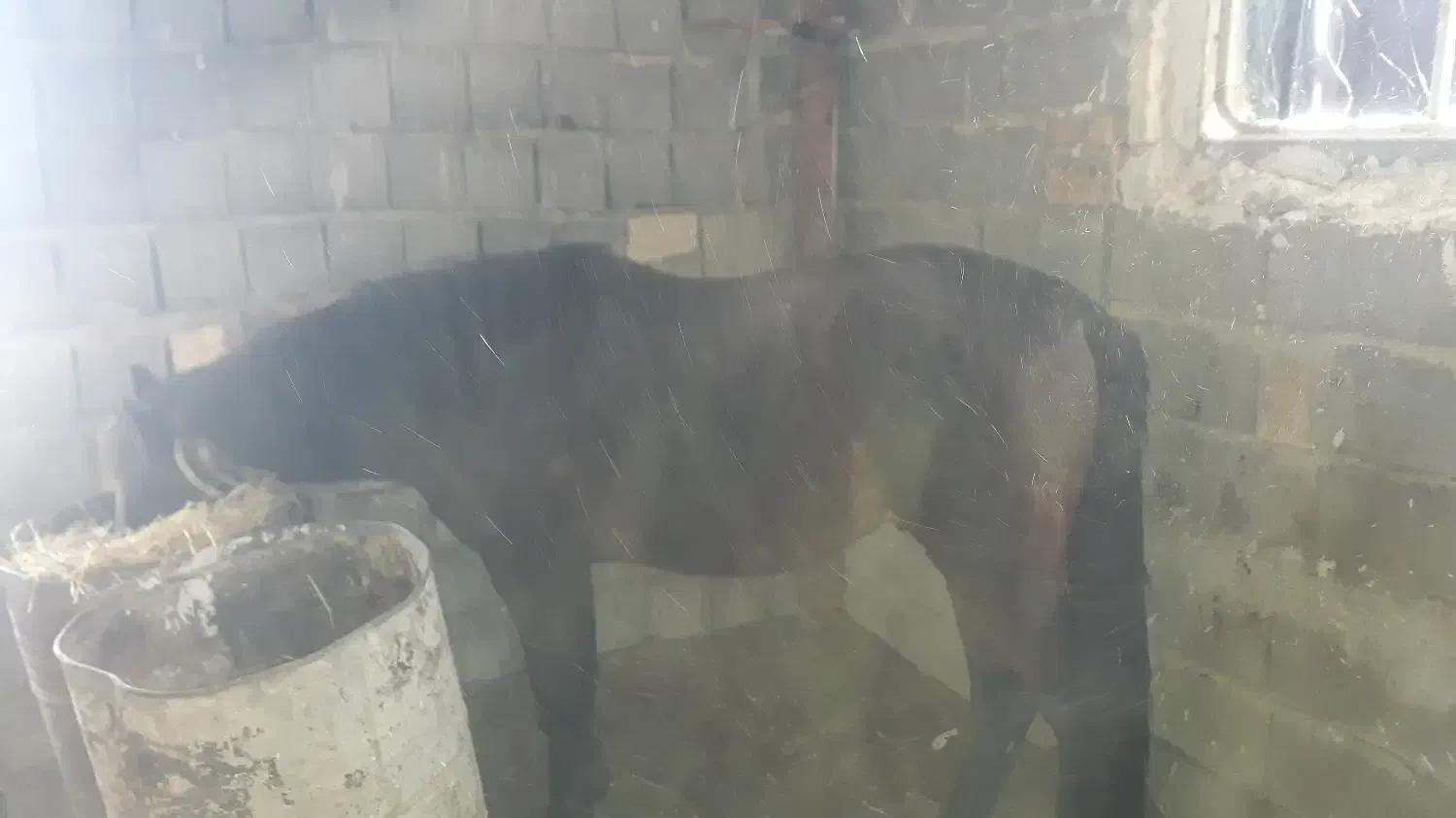 اسب ۳ ساله|اسب و تجهیزات اسب‌سواری|اهر, |دیوار