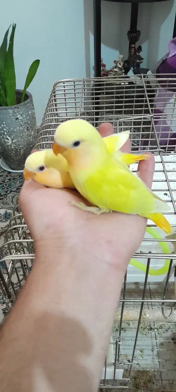 طوطی برزیلی اوپال اورجینال|پرنده|تهران, شمیران‌نو|دیوار