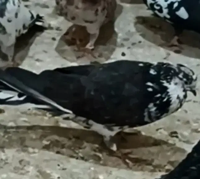 کفتر تهرانی|پرنده|کرج, حصارک پایین|دیوار