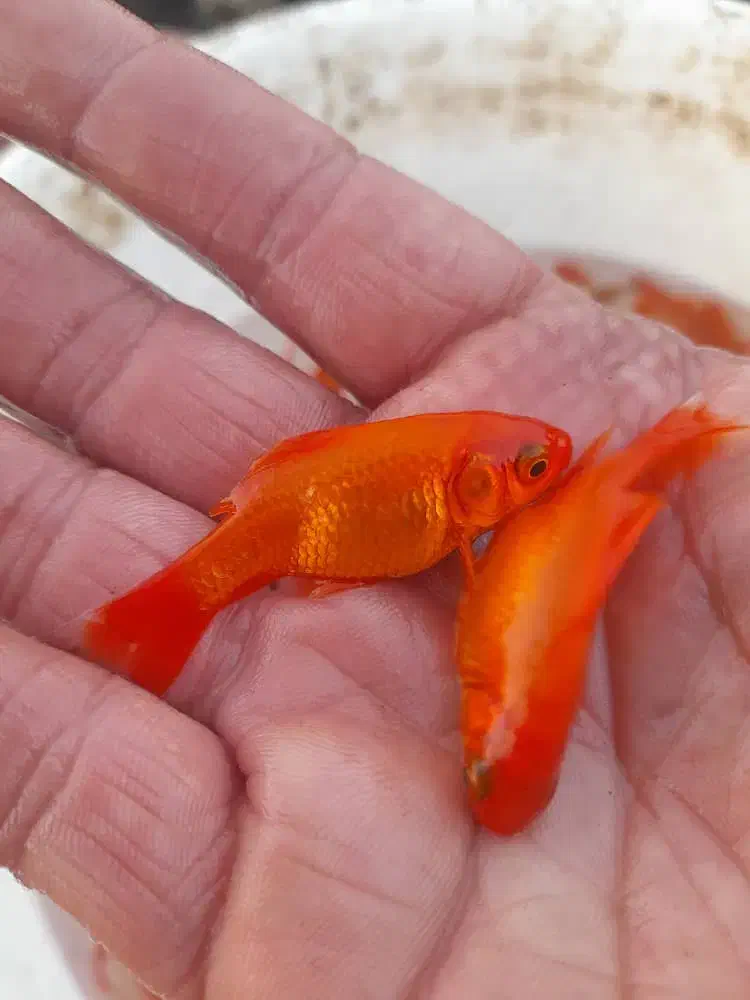 ماهی قرمز|عمدهفروشی|شهرکرد, |دیوار