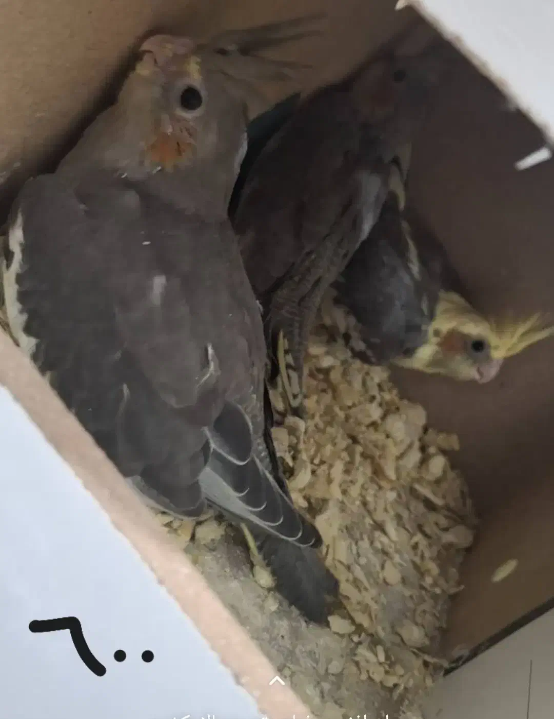 جوجه عروس هلندی|پرنده|شادگان, |دیوار