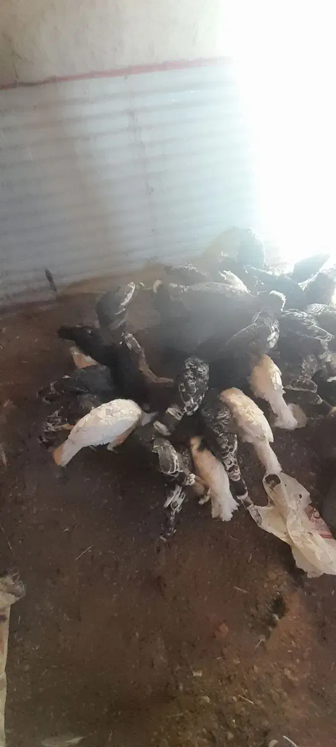 قوقلمون|حیوانات مزرعه|میانه, |دیوار