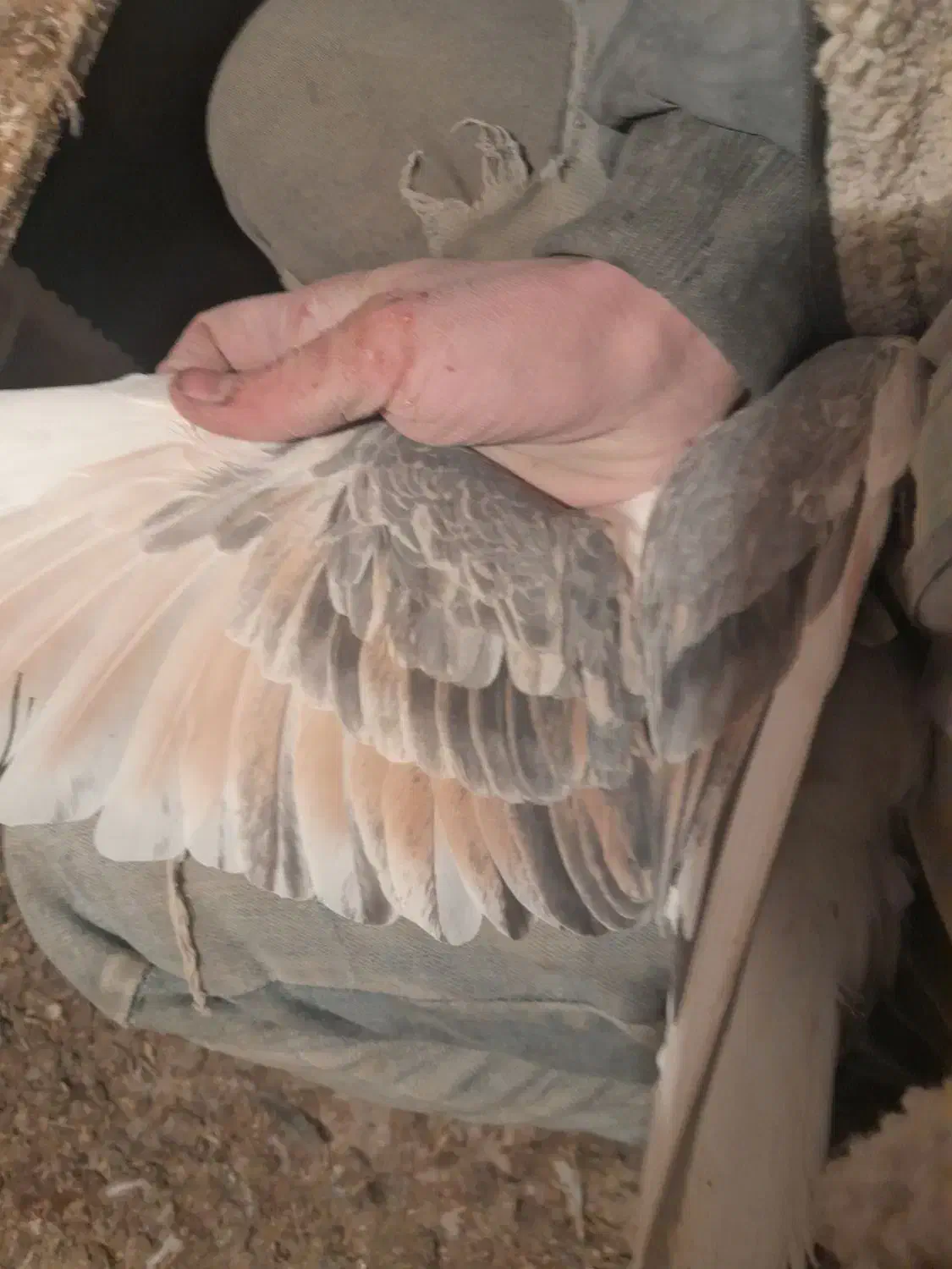 پشتی|پرنده|سبزوار, سجاد|دیوار